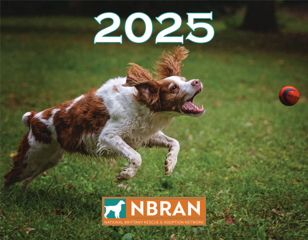 Dog Rescue Found Brittany Spaniel Brittany Dog Breeds Brittany